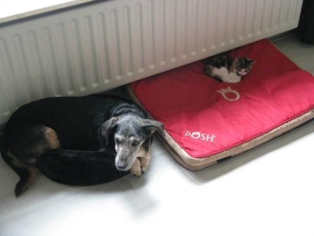 Köpeklerin yerini işgal eden kediler	
