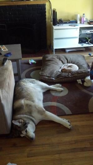Köpeklerin yerini işgal eden kediler	
