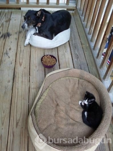 Köpeklerin yerini işgal eden kediler	
