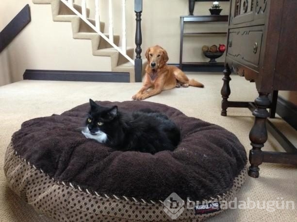 Köpeklerin yerini işgal eden kediler	
