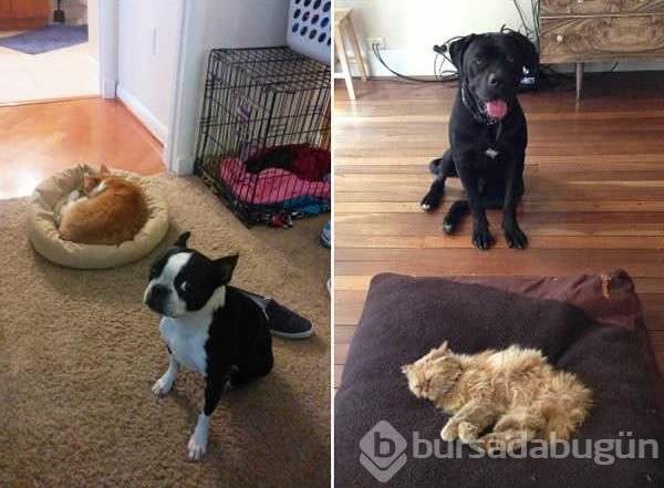 Köpeklerin yerini işgal eden kediler	
