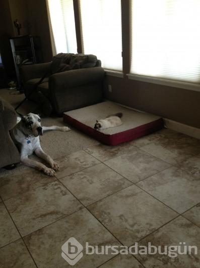 Köpeklerin yerini işgal eden kediler	
