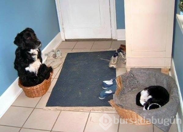 Köpeklerin yerini işgal eden kediler	

