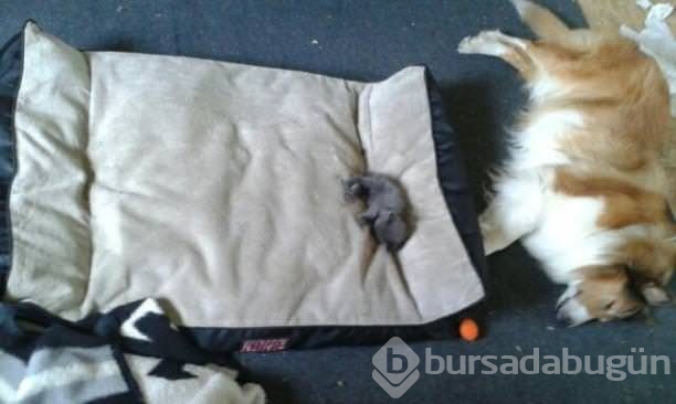 Köpeklerin yerini işgal eden kediler	

