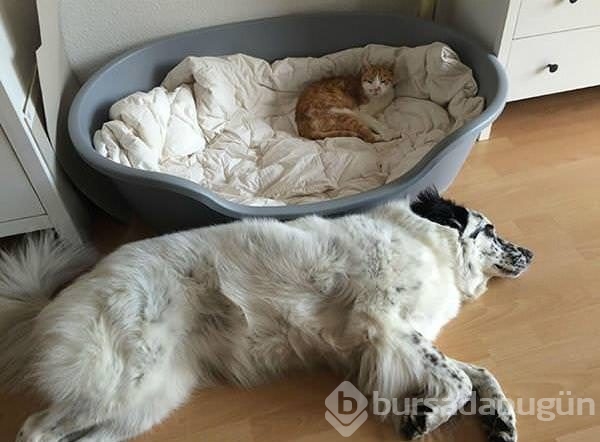 Köpeklerin yerini işgal eden kediler	
