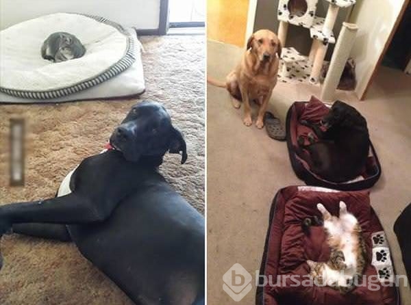 Köpeklerin yerini işgal eden kediler	
