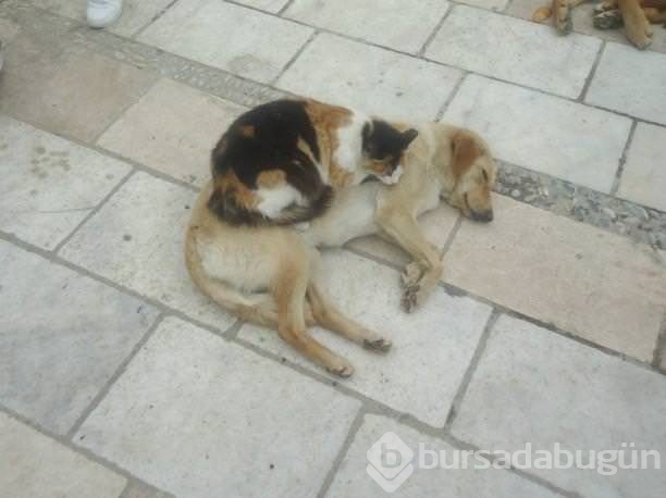 Köpeklerin yerini işgal eden kediler	
