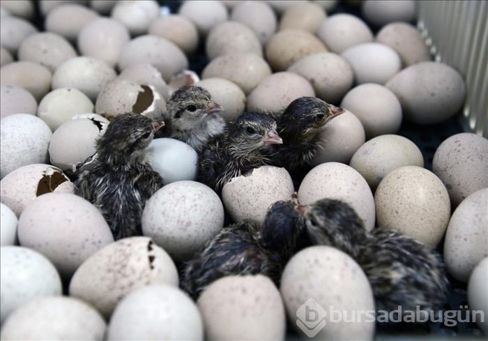 Kınalı keklikler bebek gibi büyütülüyor