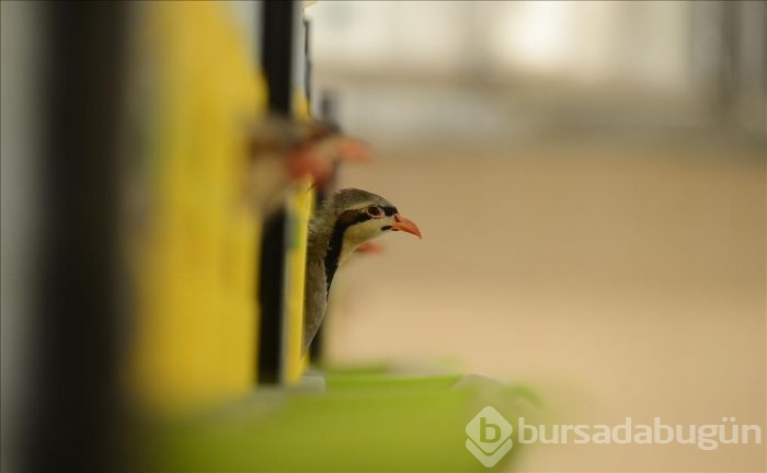Kınalı keklikler bebek gibi büyütülüyor