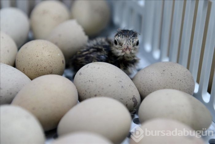Kınalı keklikler bebek gibi büyütülüyor