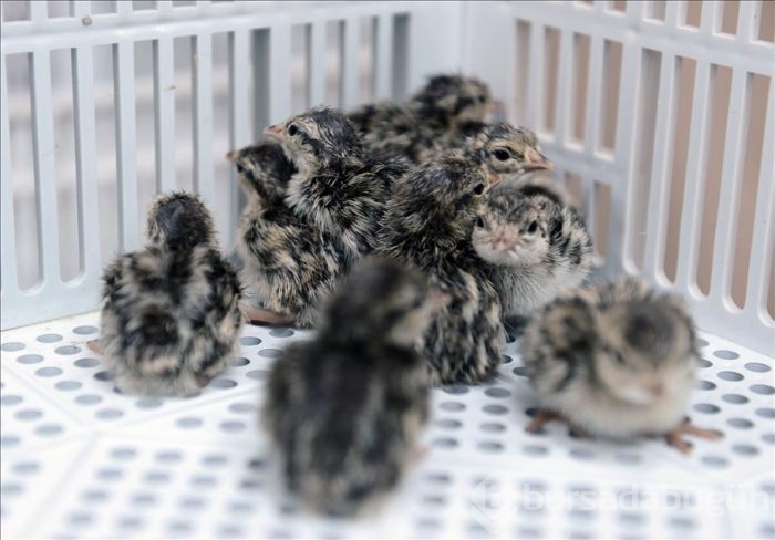 Kınalı keklikler bebek gibi büyütülüyor
