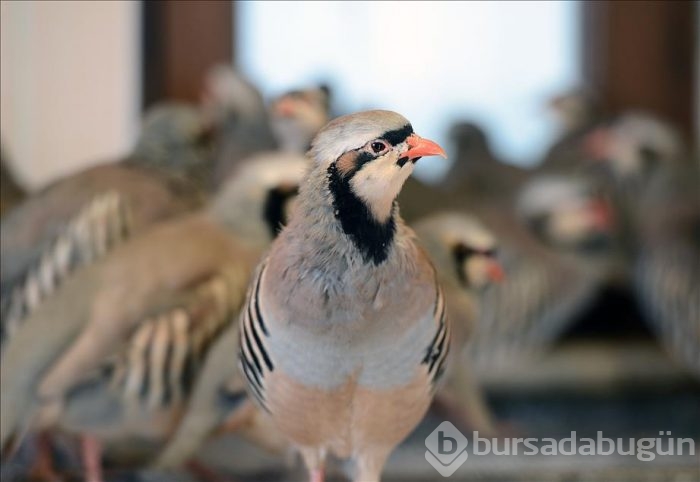 Kınalı keklikler bebek gibi büyütülüyor