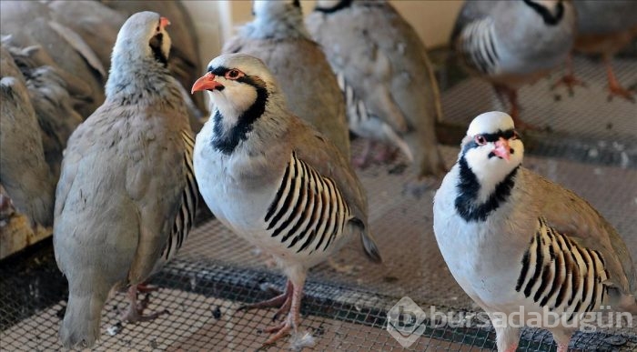 Kınalı keklikler bebek gibi büyütülüyor