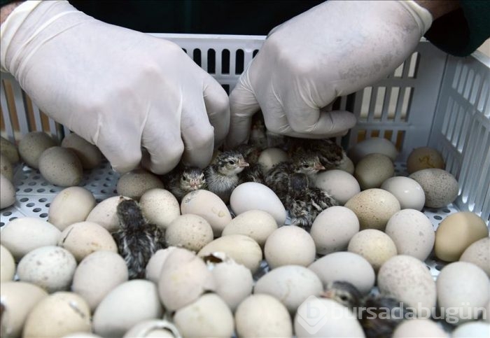 Kınalı keklikler bebek gibi büyütülüyor