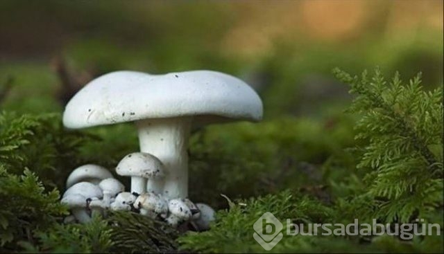 Tekrar ısıtılmaması gereken yiyecekler!