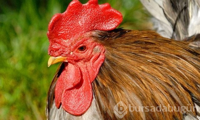 Dünyanın en iğrenç yemekleri..