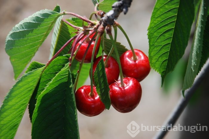 Bu teknik 60 saniyede uyutuyor!