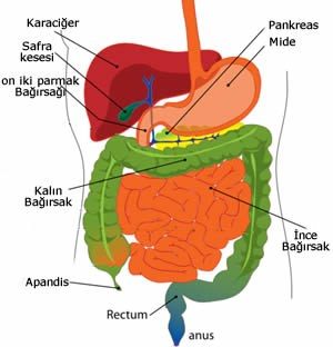 Sağlıklı sindirim sistemi için yapmanız gerekenler!