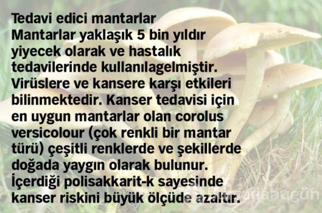 Kanser hücrelerini yok etmede etkisi kanıtlanmış 10 yiyecek