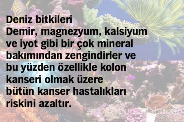 Kanser hücrelerini yok etmede etkisi kanıtlanmış 10 yiyecek
