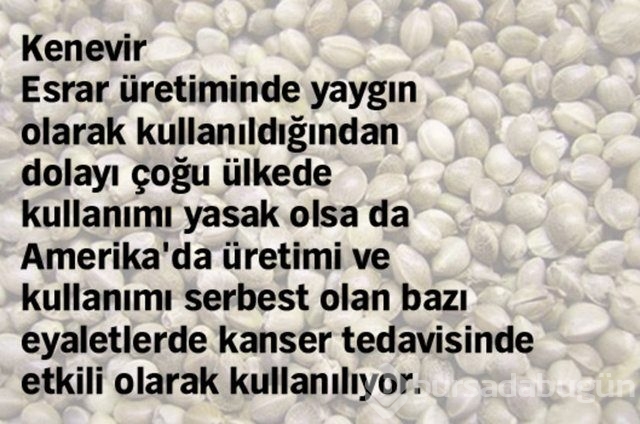 Kanser hücrelerini yok etmede etkisi kanıtlanmış 10 yiyecek