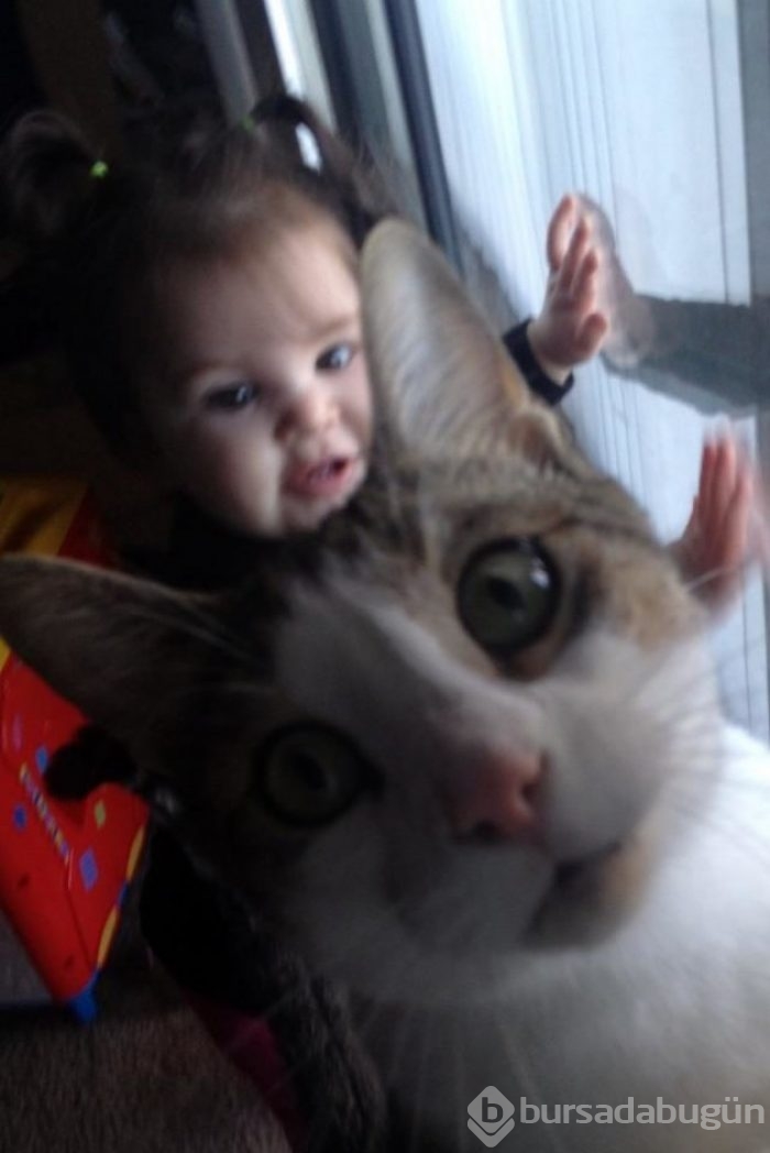 Selfie'ye olan meraklarıyla güldüren 20 kedi