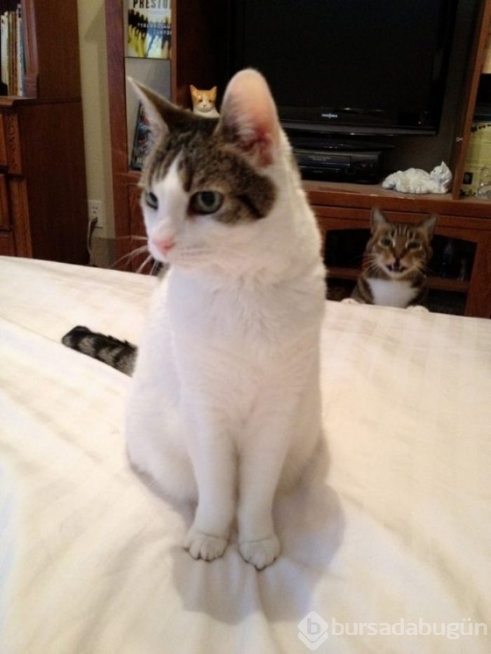 Selfie'ye olan meraklarıyla güldüren 20 kedi