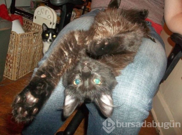 Selfie'ye olan meraklarıyla güldüren 20 kedi