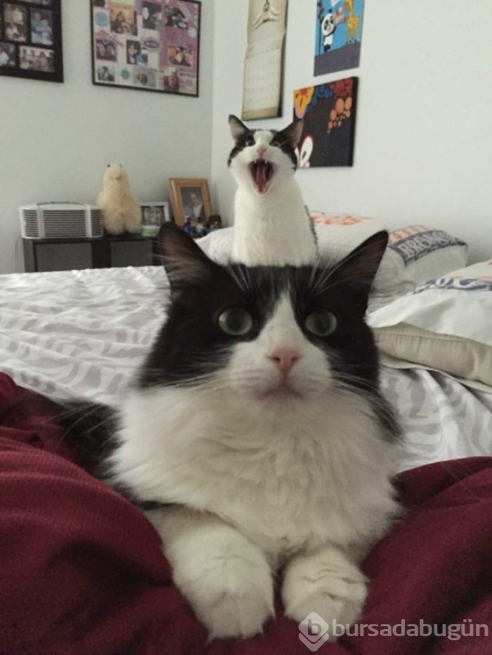 Selfie'ye olan meraklarıyla güldüren 20 kedi