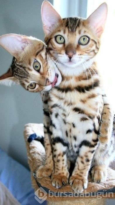 Selfie'ye olan meraklarıyla güldüren 20 kedi
