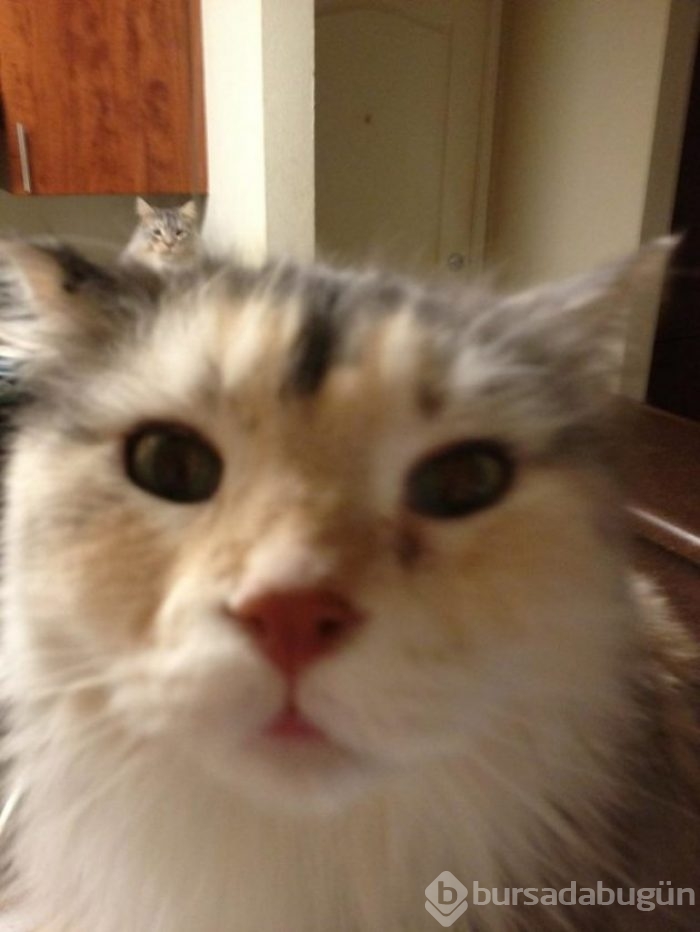 Selfie'ye olan meraklarıyla güldüren 20 kedi