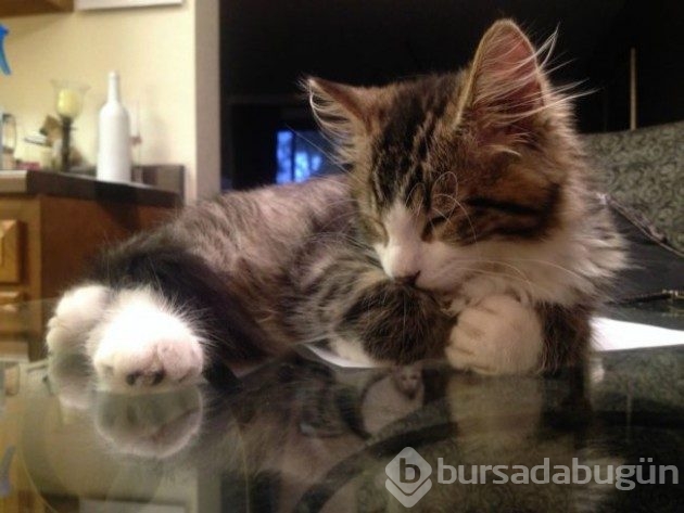Selfie'ye olan meraklarıyla güldüren 20 kedi