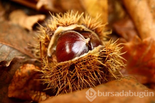 Günde 3 tane kestanenin inanılmaz faydaları!
