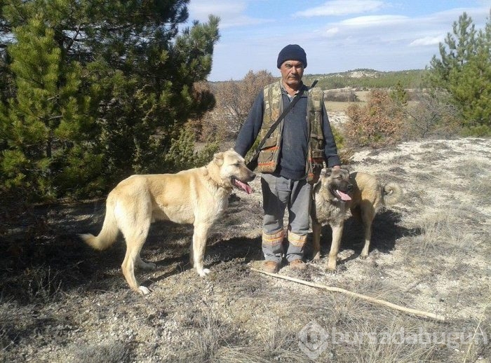 Çobanların güvencesi Kangal köpekleri