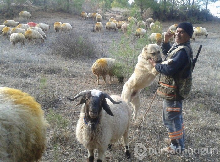 Çobanların güvencesi Kangal köpekleri