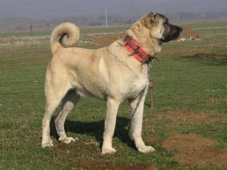 Çobanların güvencesi Kangal köpekleri