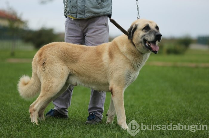 Çobanların güvencesi Kangal köpekleri