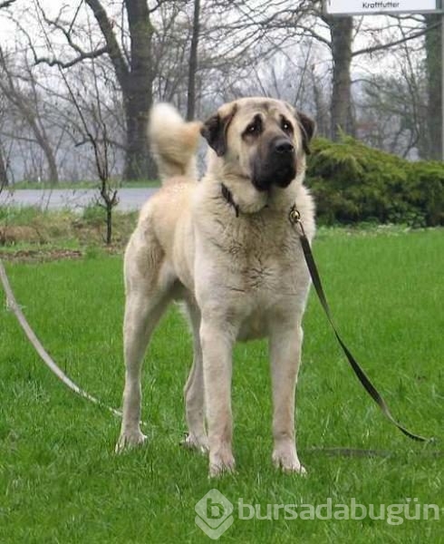 Çobanların güvencesi Kangal köpekleri