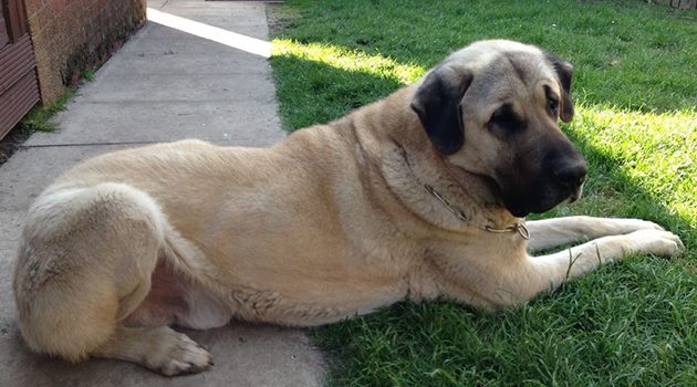 Çobanların güvencesi Kangal köpekleri