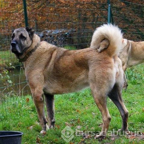 Çobanların güvencesi Kangal köpekleri