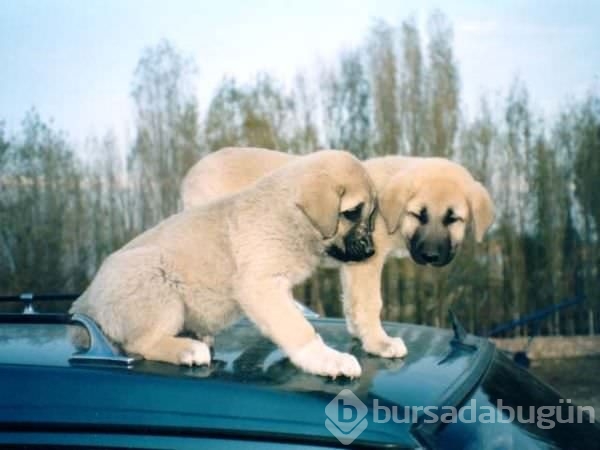 Çobanların güvencesi Kangal köpekleri