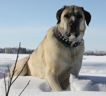 Çobanların güvencesi Kangal köpekleri