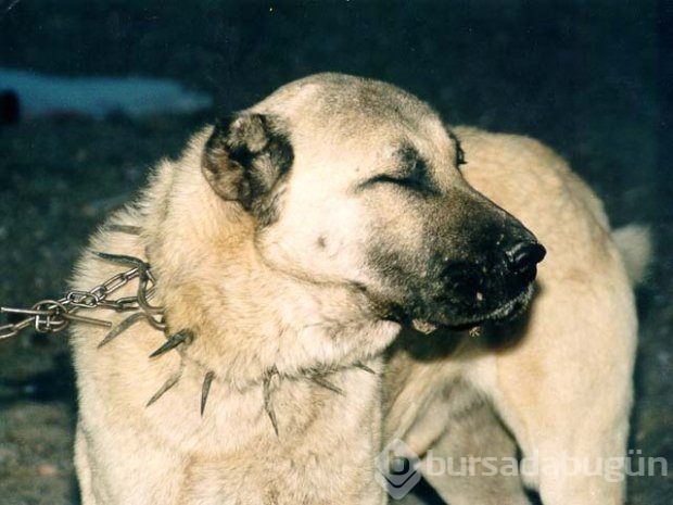 Çobanların güvencesi Kangal köpekleri