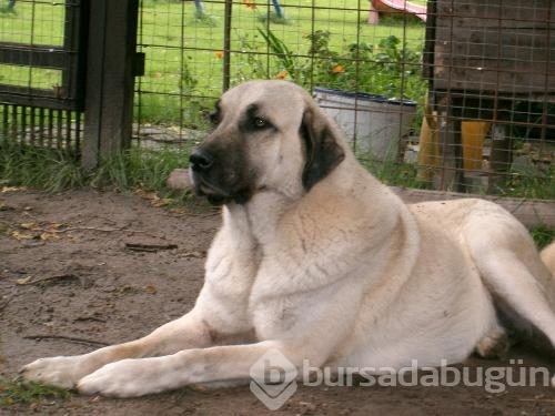 Çobanların güvencesi Kangal köpekleri