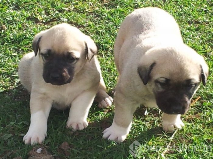 Çobanların güvencesi Kangal köpekleri