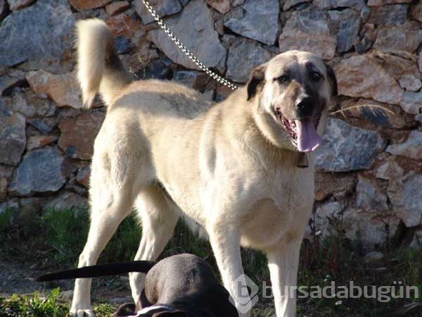 Çobanların güvencesi Kangal köpekleri