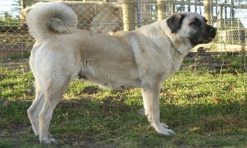 Çobanların güvencesi Kangal köpekleri