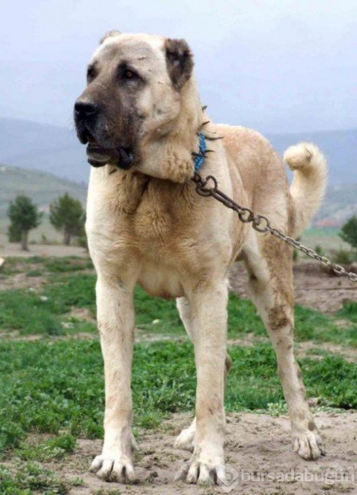 Çobanların güvencesi Kangal köpekleri