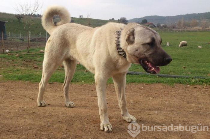 Çobanların güvencesi Kangal köpekleri