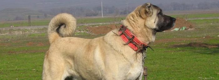 Çobanların güvencesi Kangal köpekleri